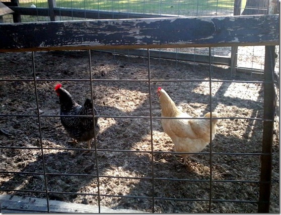 chickens