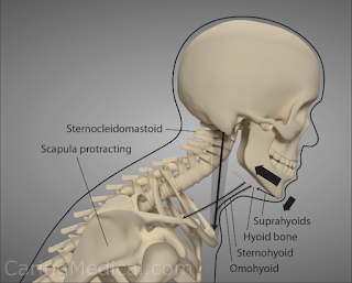 TMJ SYMPTOMS OUTSIDE THE JAW: NECK MUSCLE SPASMS, MYOFACIAL PAIN, BREATHING PROBLEMS, DIGESTIVE DISORDERS, AND VERTIGO.