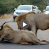 2 Male Lions Kill Kudu in the Middle of the Roa
