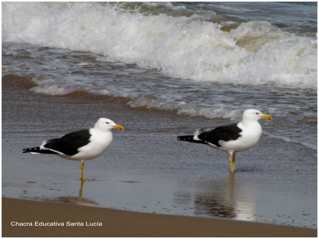 Gaviotas en la playa. Pico y patas amarillos - Chacra Educativa Santa Lucía