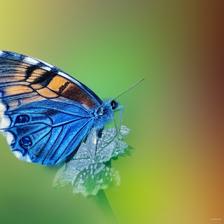 beautiful Butterfly sitting on a leap of a tree and a bokeh background.