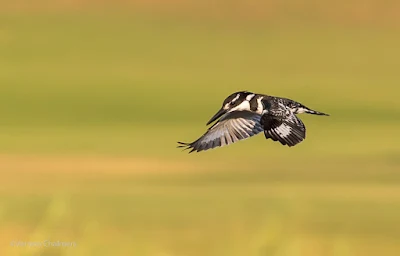 Birds in Flight Photography : Canon EOS 6D / Canon EF 70-300mm f/4-5.6L IS USM Lens