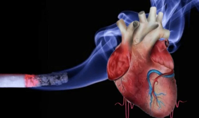 إذا كنت مدخنًا ، فمن المرجح أن تموت بأمراض القلب والأوعية الدموية (بما في ذلك النوبات القلبية والسكتة الدماغية) بثلاث مرات تقريبًا ، مقارنة بالأشخاص الذين لا يدخنون ، فأنت على الأقل ثلاث مرات أكثر عرضة للوفاة من الموت القلبي المفاجئ .