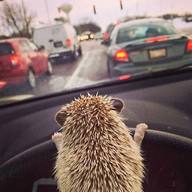 Funny animals of the week - 7 March 2014 (40 pics), hedgehog driving car