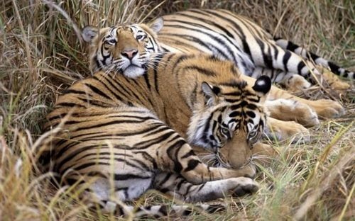 animales-lindos-02