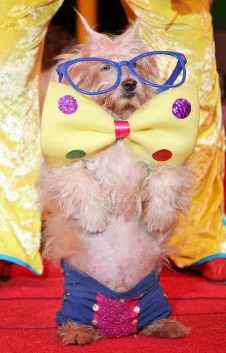 Funniest Dogs Wearing Costume Looking So Cute In These Pictures Seen On www.coolpicturegallery.us