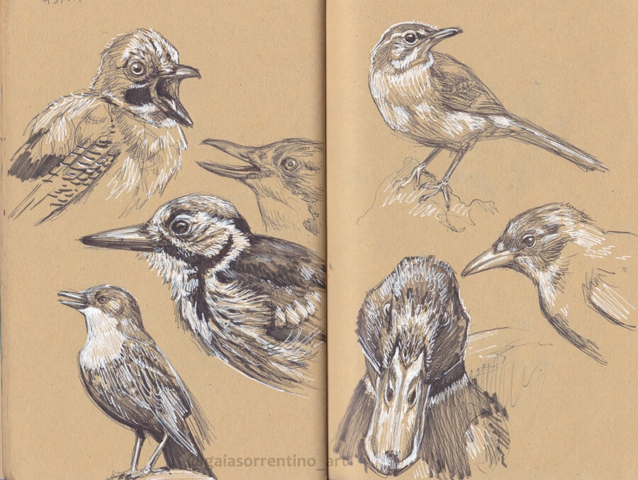 11-Birds-Portraits-sketch-Drawings-Studies-Gaia-Sorrentino-www-designstack-co