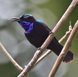 kolibri black sunbird trotol  black sunbird trotol jantan  download suara black sunbird  perbedaan king konin dan black sunbird  download suara burung black sunbird  black sunbird papua  mp3 burung black sunbird  kolibri black sun bird