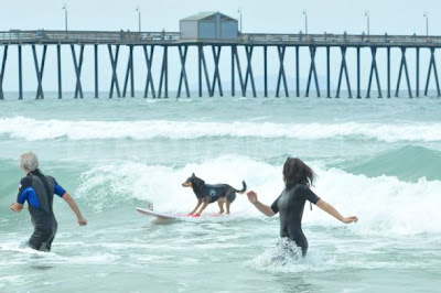 Surf Dog