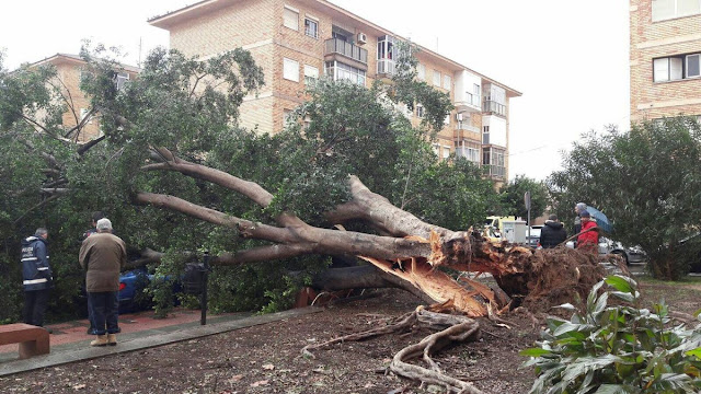 Hombre muere al caerle un árbol encima por los fuertes vientos del huracán María