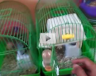 Peternakan Hamster di Bogor (Spesialis Winter White)