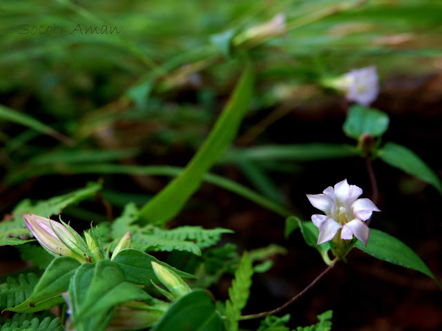 Tripterospermum japonicum