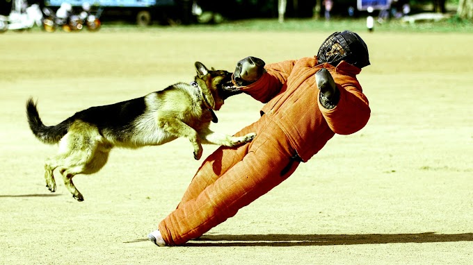 Preventing Dog Attacks on Bikers and Cars: Safety Tips and Strategies