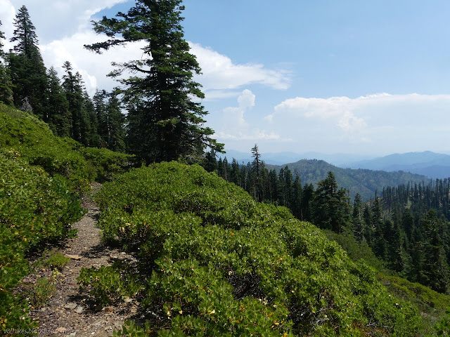 trail through the manzanita