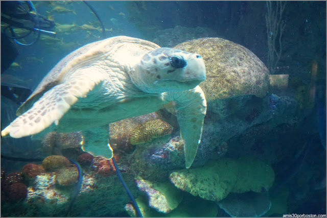 Tortuga Boba en el Tanque Gigante del Acuario de Boston