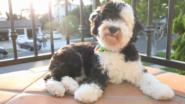 "Sheepadoodle Dog: Unveiling the Perfect Blend of Sheepdog Loyalty and Poodle Intelligence - Breed Overview, Care, and Training Tips"