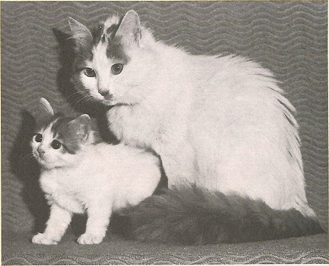 2 cats Imported into UK