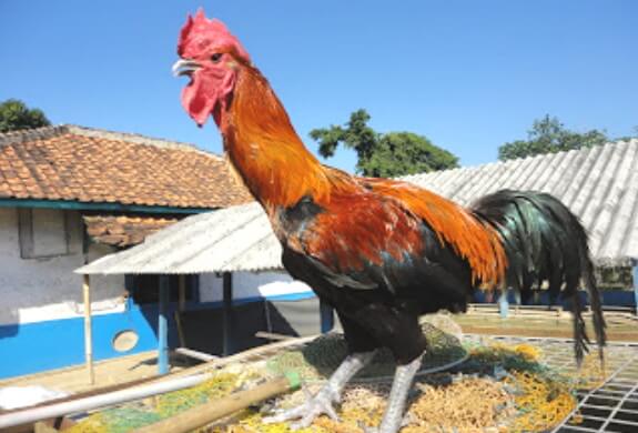 Mengenal 7 Jenis Varietas Ayam Lokal  di Indonesia Santos 