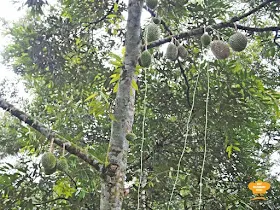 Harvesting Musang King at Durian Wonderland 