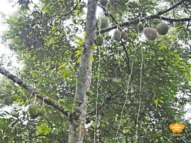 Harvesting Musang King at Durian Wonderland 