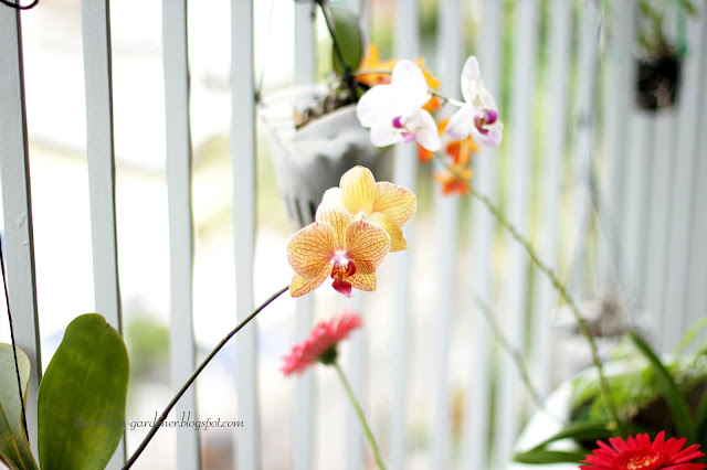 Growing Phalaenopsis orchid in a city balcony