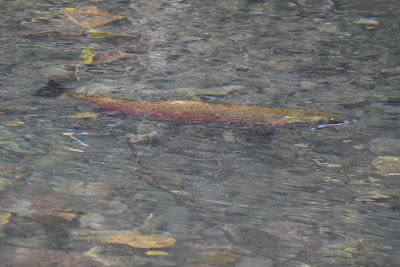 Salmon Trans Canada Trail British Columbia.