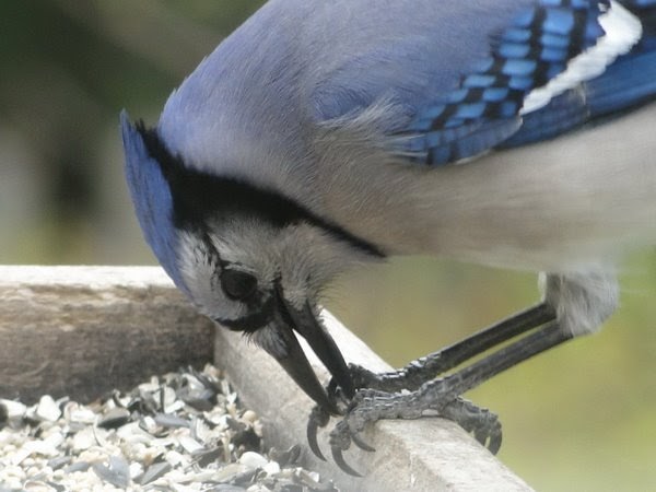 Tails Of Birding Why You Should Love Blue Jays At Your Feeders