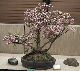  Flowering satsuki azaleea bonsai - Spring Bonsai Show, Vandusen, Vancouver