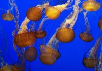 Jellyfish in Monterey Bay Aquarium