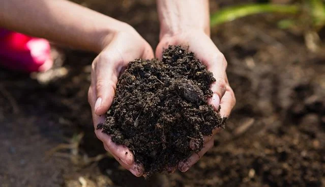 Cara Menanam Cabe, Tanaman Cabe, Pupuk Untuk Mempercepat Pertumbuhan Tanaman Cabe, Cara Menanam Cabe, Cara Tanam Cabe, Cara Mempercepat Pertumbuhan Tanaman Cabe, Pupuk Organik, Lmga Agro