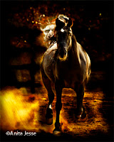 A black Arabian horse running toward viewer gremlin on back by Anita Jesse