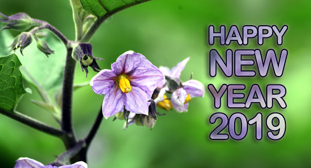 happy new year 2019 HD images download