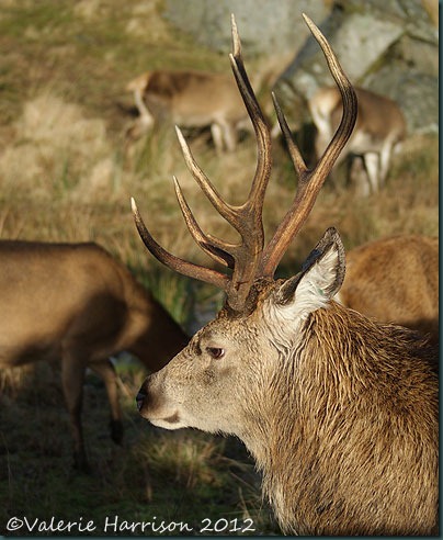 27-red-deer