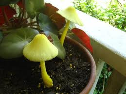 Houseplant Care Guides The Yellow  Houseplant Mushroom  Eww 