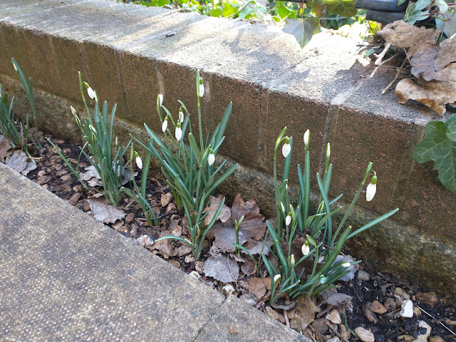 Snowdrops planted in gravel