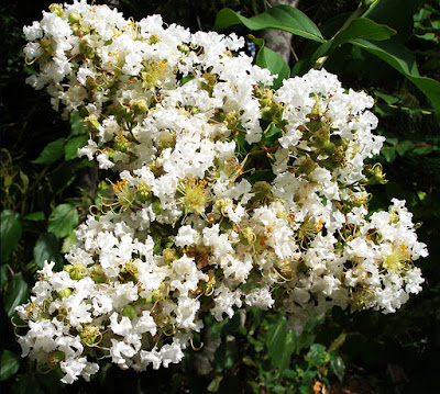 White Crape Myrtle