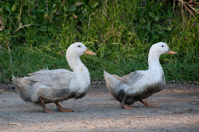 Ducks in Cornwall