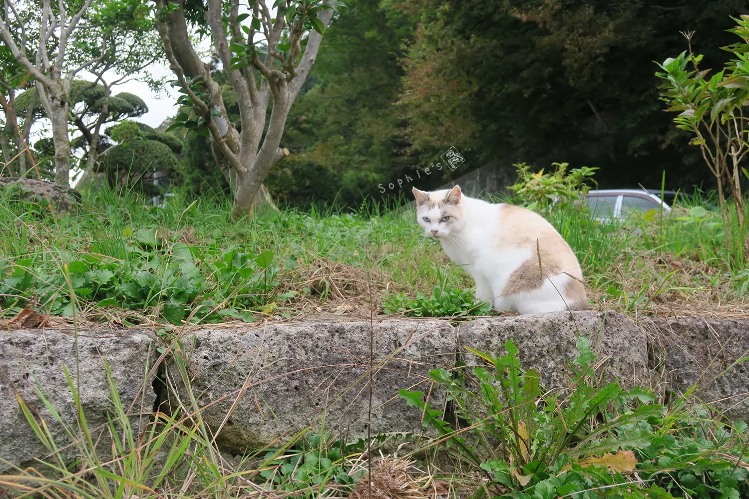 山寺登山口的貓咪