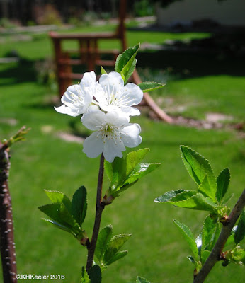 apple flower, Malus domestica