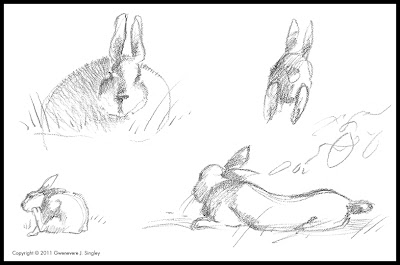 gray rabbit