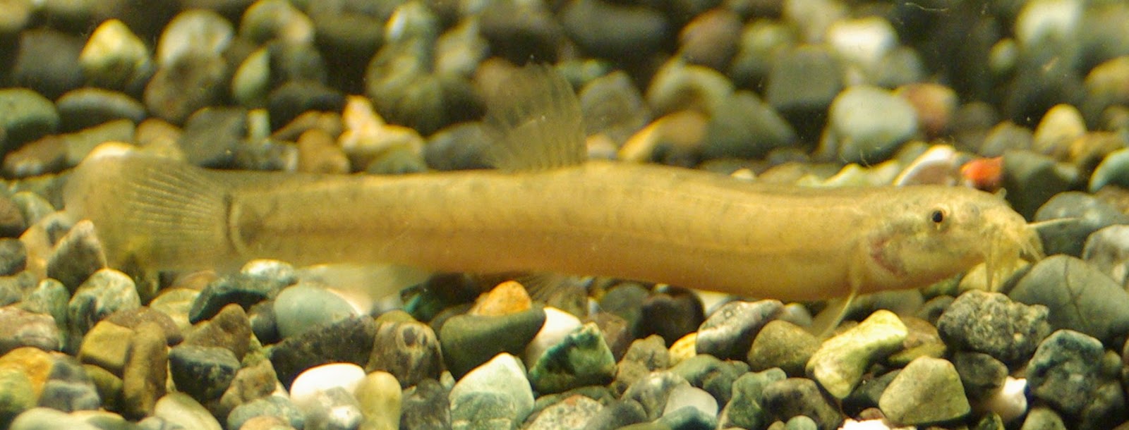 東京淡水魚図鑑 ドジョウ ドジョウ科シマドジョウ亜科ドジョウ属