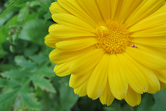 de mooiste foto's uit mijn tuin van juni 2012