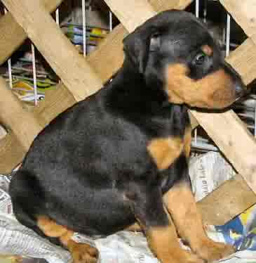 AKC Doberman Pinscher Puppies