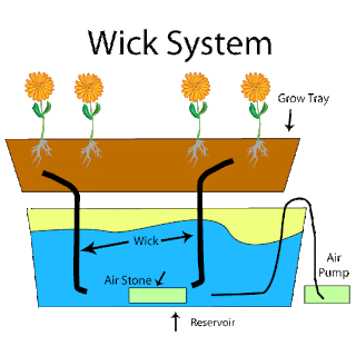 Bersama Belajar dan Praktek Hidroponik Sistem Sumbu Wick Bersama Belajar dan Praktek Hidroponik Sistem Sumbu Wick