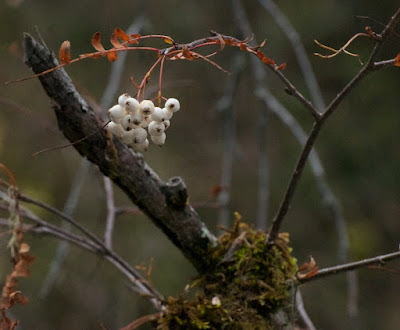 Sorbus koehneana