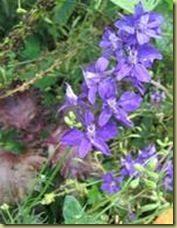 clip_image002[5]