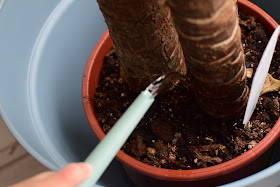 Montessori Practical Life: Indoor Plant Care in Winter