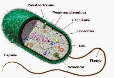 Resultado de imagen de celula procariota