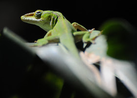 Green Anole (Anolis carolinensis)