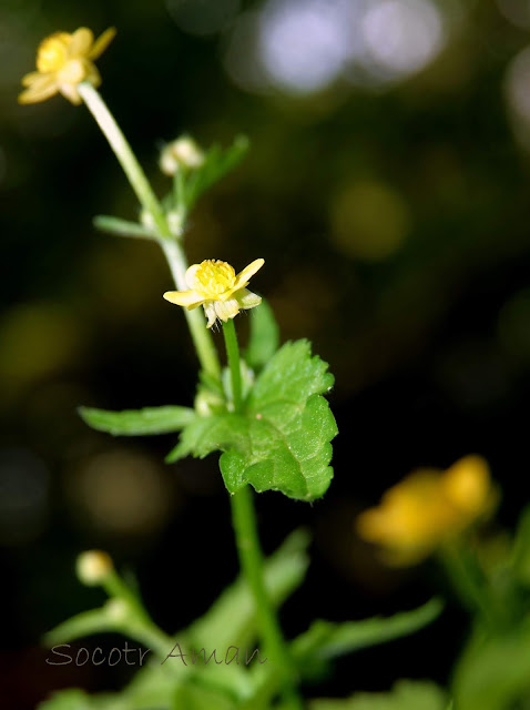 Ranunculus cantoniensis